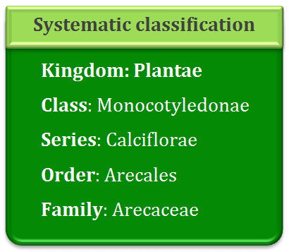 Classification of arecaceae, plantae, monocyledonae, calciflorae, arecales, palmae, palm family